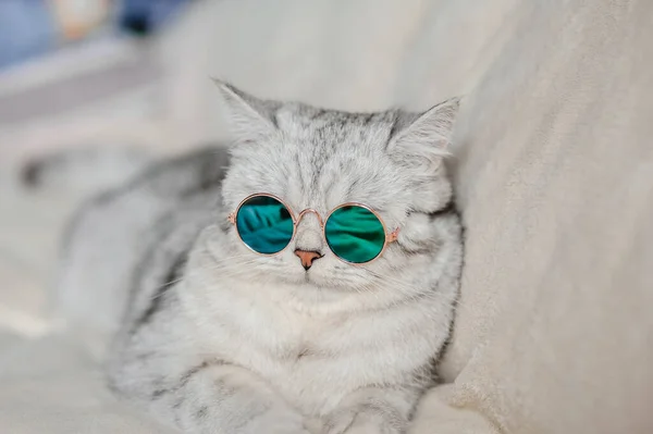 Gato Con Gafas Divertido Gato Raza Escocesa —  Fotos de Stock