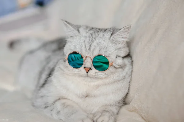 Gato Com Óculos Gato Engraçado Raça Escocesa — Fotografia de Stock