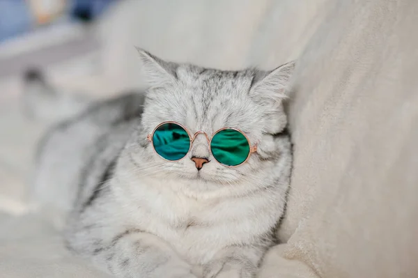 Gato Com Óculos Gato Engraçado Raça Escocesa — Fotografia de Stock