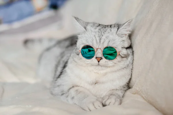 Gato Con Gafas Divertido Gato Raza Escocesa — Foto de Stock