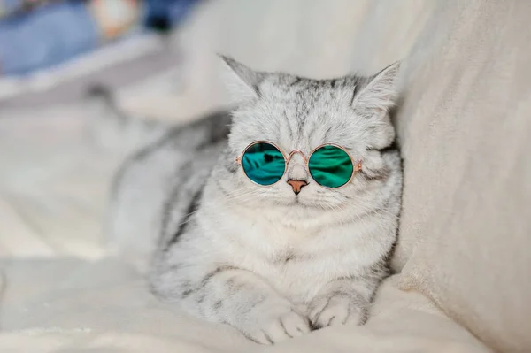 Kočka Brýlemi Vtipná Kočka Skotského Plemene — Stock fotografie