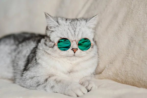 Katze Mit Brille Lustige Katze Der Schottischen Rasse — Stockfoto