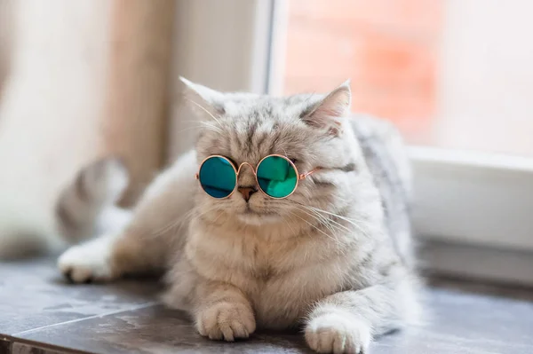 Katze Mit Brille Lustige Katze Der Schottischen Rasse — Stockfoto