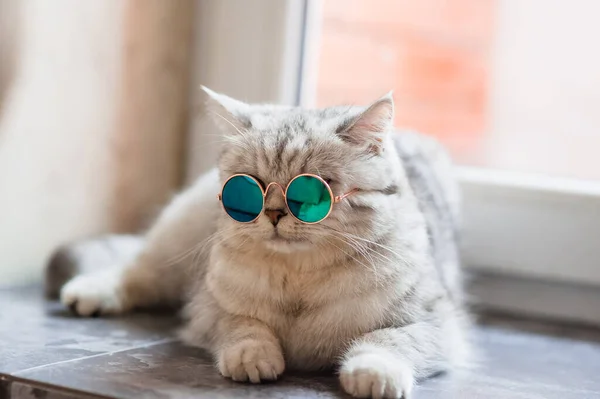 Kot Okularach Śmieszny Kot Rasy Szkockiej — Zdjęcie stockowe