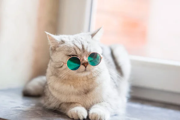 Gato Com Óculos Gato Engraçado Raça Escocesa — Fotografia de Stock