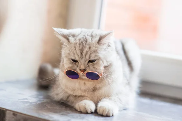 Lindo Gato Tabby Acostado Sobre Una Manta Blanca Cama Gracioso — Foto de Stock