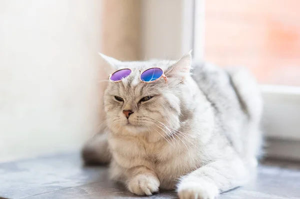 Lindo Gato Tabby Acostado Sobre Una Manta Blanca Cama Gracioso — Foto de Stock