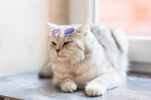 Lindo Gato Tabby Acostado Sobre Una Manta Blanca Cama Gracioso — Foto de Stock