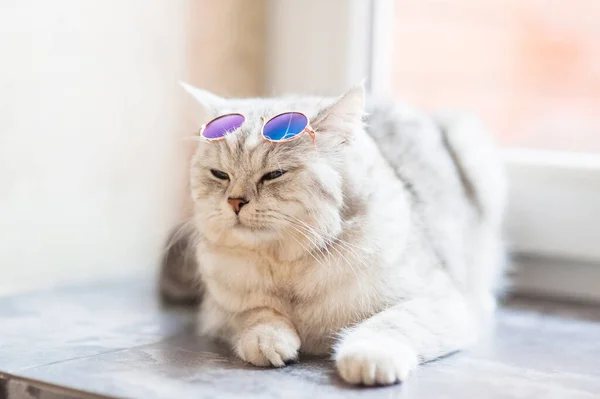 Roztomilá Kočka Ležící Bílé Přikrývce Posteli Vtipný Domácí Mazlíček Koncept — Stock fotografie
