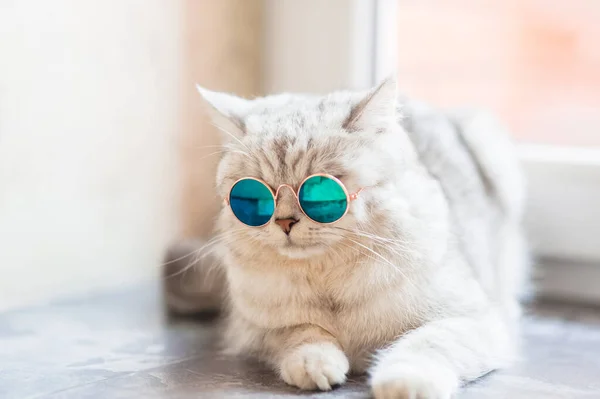 Lindo Gato Tabby Acostado Sobre Una Manta Blanca Cama Gracioso — Foto de Stock