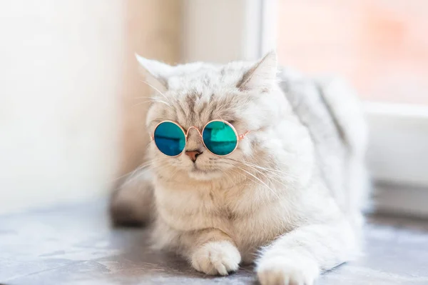 Lindo Gato Tabby Acostado Sobre Una Manta Blanca Cama Gracioso — Foto de Stock