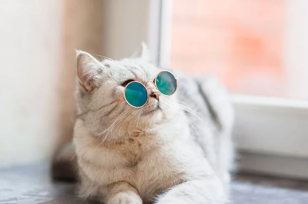 Gato Bonito Tabby Deitado Cobertor Branco Cama Que Animal Engraçado — Fotografia de Stock