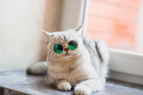 Lindo Gato Tabby Acostado Sobre Una Manta Blanca Cama Gracioso — Foto de Stock