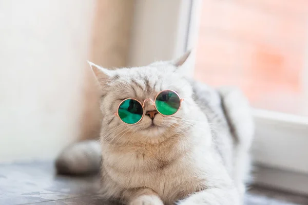 Gato Bonito Tabby Deitado Cobertor Branco Cama Que Animal Engraçado — Fotografia de Stock