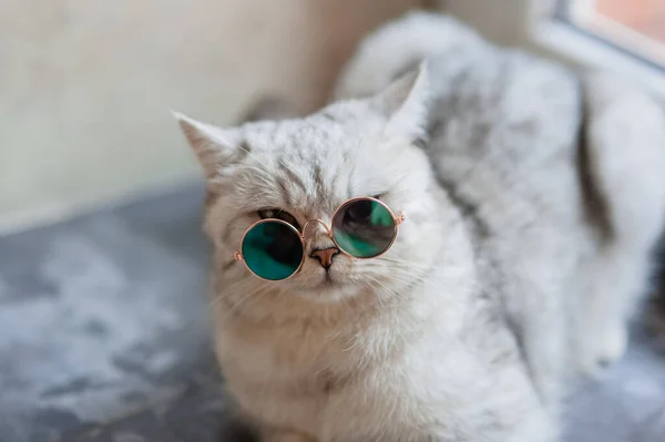 Söt Tabby Katt Liggande Vit Filt Sängen Roligt Husdjur Begreppet — Stockfoto