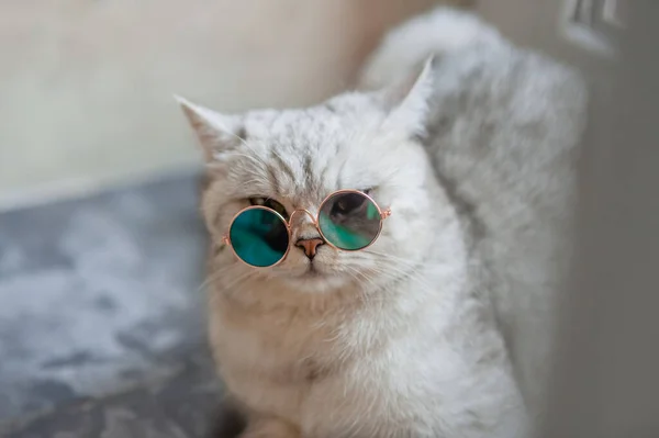 Lindo Gato Tabby Acostado Sobre Una Manta Blanca Cama Gracioso — Foto de Stock