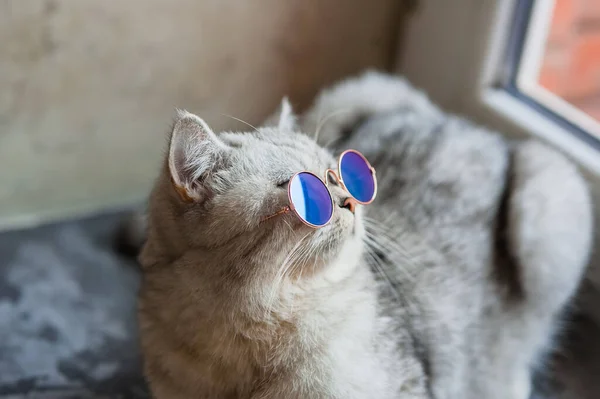 Porträt Der Weißen Katze Mit Brille Haustiermodekonzept Weiße Katze Liegt — Stockfoto