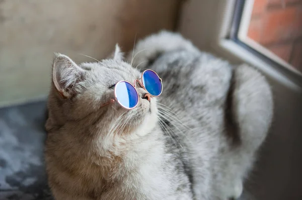 Porträt Der Weißen Katze Mit Brille Haustiermodekonzept Weiße Katze Liegt — Stockfoto