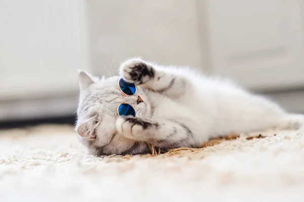 Gato Cinza Dorme Cobertor Branco Macio Casa Aconchegante Conceito Férias — Fotografia de Stock