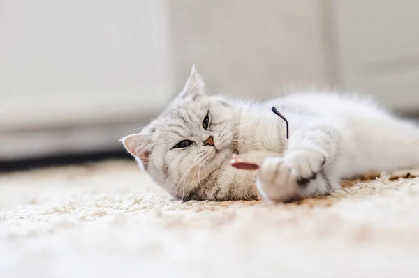 Gri Kedi Yumuşak Beyaz Bir Battaniyenin Üzerinde Uyur Rahat Bir — Stok fotoğraf