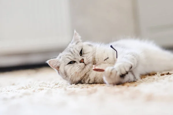 Gato Gris Duerme Una Manta Blanca Suave Acogedor Hogar Concepto — Foto de Stock