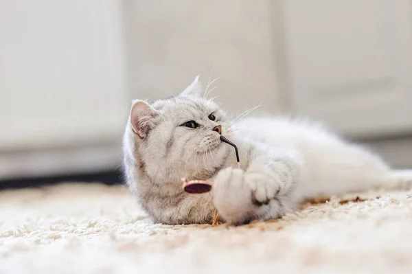 Szary Kot Śpi Miękkim Białym Kocu Przytulnym Domu Koncepcji Wakacje — Zdjęcie stockowe