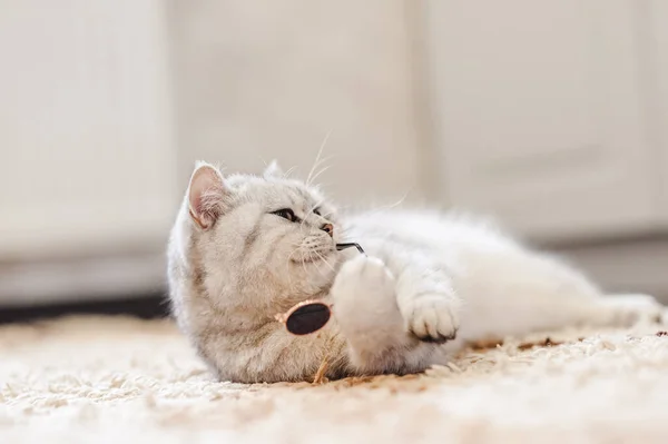 Szary Kot Śpi Miękkim Białym Kocu Przytulnym Domu Koncepcji Wakacje — Zdjęcie stockowe