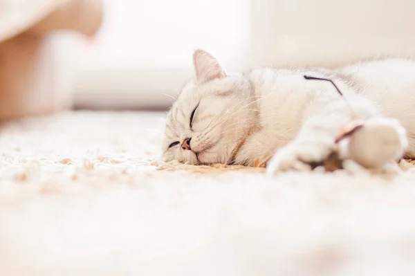 Gray Cat Sleeps Soft White Blanket Cozy Home Vacation Concept — Stock Photo, Image