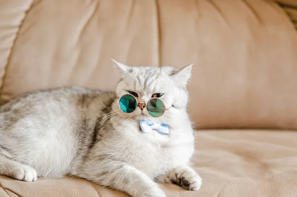 Chat Drôle Avec Des Lunettes — Photo