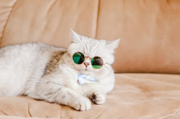 Lustige Katze Mit Brille — Stockfoto