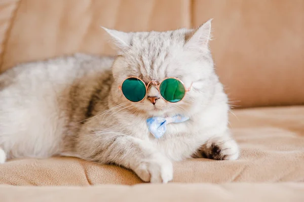 面白い猫猫とともに眼鏡 — ストック写真
