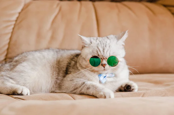 Gatto Gatto Divertente Con Gli Occhiali — Foto Stock