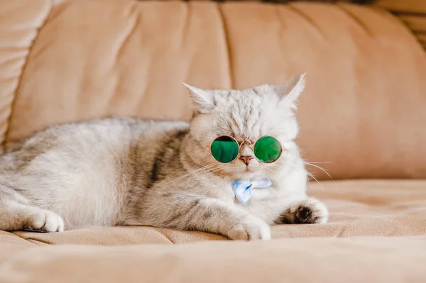 Lustige Katze Mit Brille — Stockfoto