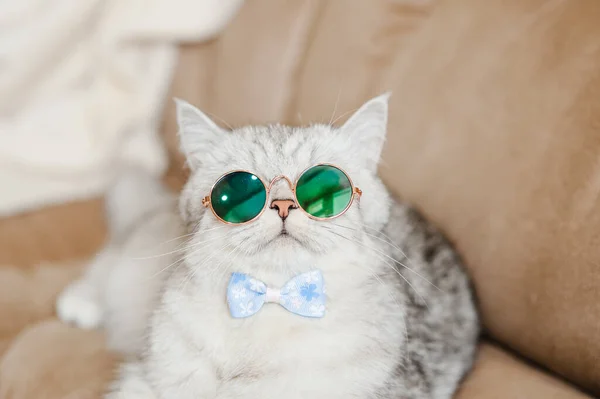 Chat Drôle Avec Des Lunettes — Photo