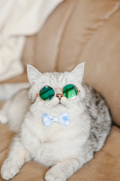 Lustige Katze Mit Brille — Stockfoto