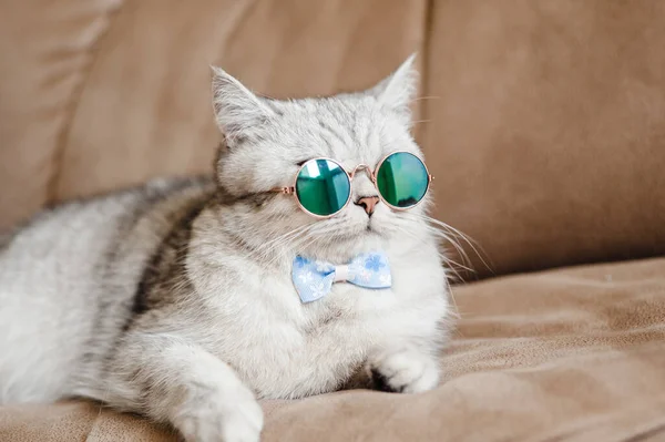 Lustige Katze Mit Brille — Stockfoto