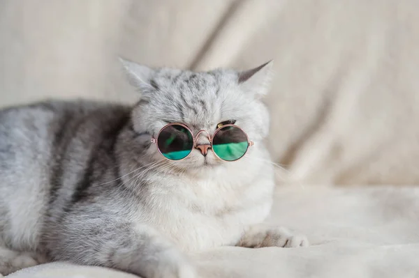 Gato Divertido Con Gafas — Foto de Stock