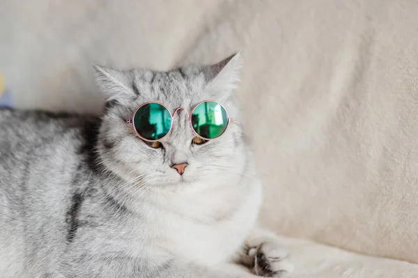 Lustige Katze Mit Brille — Stockfoto