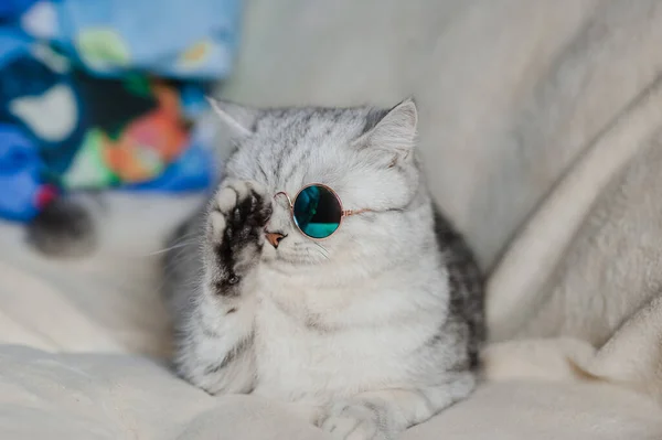 Chat Drôle Avec Des Lunettes — Photo