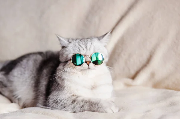 Pisică Amuzantă Ochelari — Fotografie, imagine de stoc