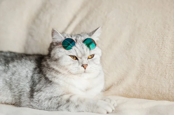 Lustige Katze Mit Brille — Stockfoto