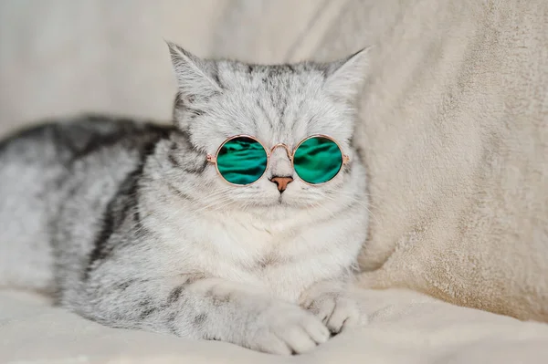 Chat Drôle Avec Des Lunettes — Photo