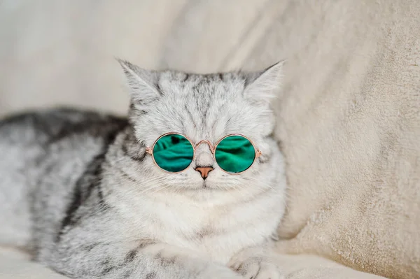 Vtipná Kočka Brýlemi — Stock fotografie