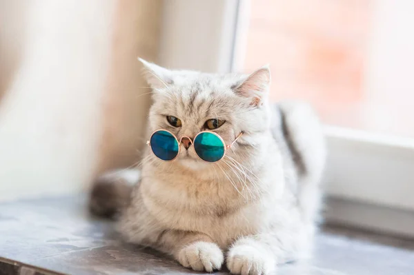 Porträt Der Weißen Katze Mit Brille Haustiermodekonzept Weiße Katze Liegt — Stockfoto