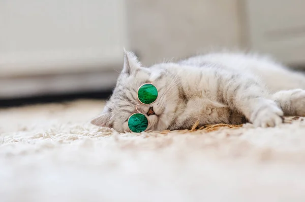 Portrait White Cat Wearing Glasses Pet Fashion Concept White Cat — стоковое фото