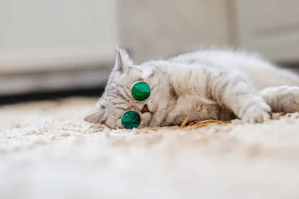 Retrato Gato Blanco Con Gafas Mascota Moda Concept White Gato — Foto de Stock