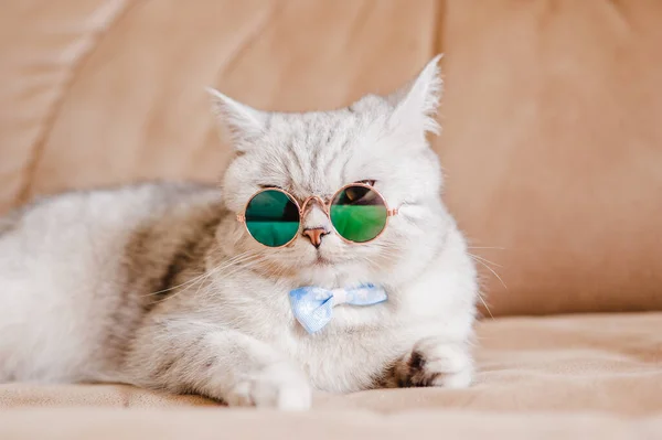 Portrait White Cat Wearing Glasses Pet Fashion Concept White Cat — стоковое фото