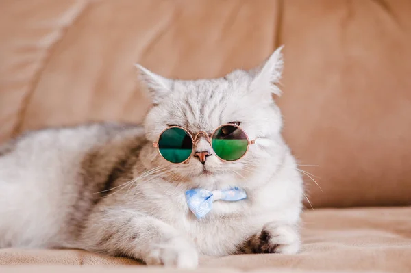 Portrait White Cat Wearing Glasses Pet Fashion Concept White Cat — стоковое фото