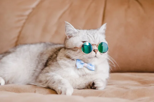 Portrét Bílé Kočky Brýlemi Koncepce Domácí Módy Bílá Kočka Ležící — Stock fotografie