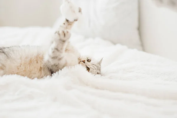 面白いですグレー猫休み — ストック写真